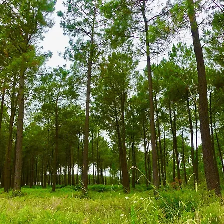 Apartment A Deux Pas Du Courant
